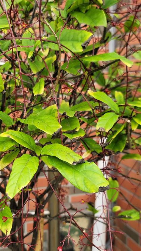 驛馬年 垂茉莉葉子變黃